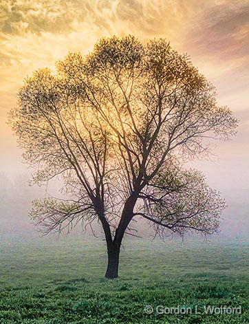 Lone Tree In Foggy Sunrise_23815.jpg - Photographed near Rosedale, Ontario, Canada.